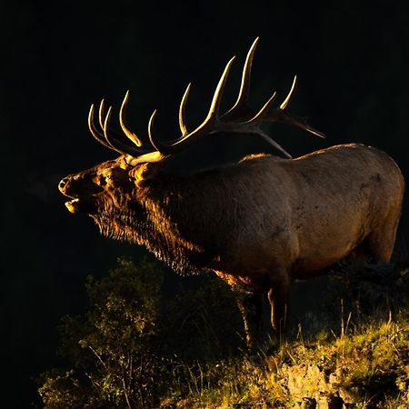 Frontier Mountain Retreat - Monthly Long-Term Vacation Rental 30 Days Minimum -- Estes Park Apts Zewnętrze zdjęcie